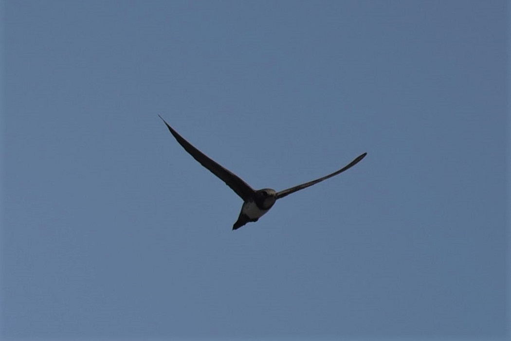 Alpine Swift